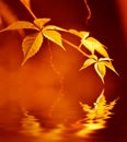 Golden leaves Royalty Free Stock Photo
