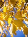 Golden Leaves