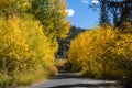 Golden Leaves of the Aspen Trees