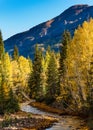 Sunrise on Red Mountain Creek. Autumn in the San Juan Mountains of Colorado. Aspen Trees With Shadows Along a Creek Royalty Free Stock Photo
