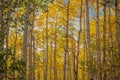 The Golden Leaves of an Autumn Aspen Grove in Colorado Royalty Free Stock Photo