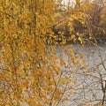 Birch tree on river banks in fall Royalty Free Stock Photo