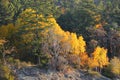 Pender Island, British Columbia, Fall Foliage in Morning Sun on Gulf Islands, Canada Royalty Free Stock Photo