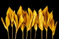 Golden leaves black background isolated closeup, gold flower branch, shiny yellow metal leaf, foliage, floral design element