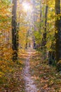 Golden leaves on branch, autumn wood with sun rays, beautiful landscape Royalty Free Stock Photo