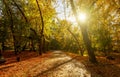 Golden leaves on branch, autumn wood with sun rays, beautiful landscape Royalty Free Stock Photo