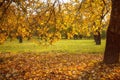 Golden leaves on branch, autumn wood with sun rays Royalty Free Stock Photo