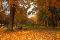 Golden leaves on branch, autumn wood with sun rays Royalty Free Stock Photo