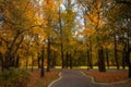 Golden leaves on branch, autumn wood with sun rays Royalty Free Stock Photo