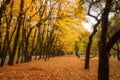 Golden leaves on branch, autumn wood with sun rays Royalty Free Stock Photo