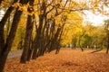 Golden leaves on branch, autumn wood with sun rays Royalty Free Stock Photo