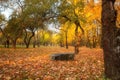 Golden leaves on branch, autumn wood with sun rays Royalty Free Stock Photo