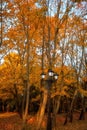 Golden leaves on branch, autumn wood with sun rays Royalty Free Stock Photo