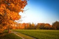 Golden leaves on branch, autumn wood with sun rays Royalty Free Stock Photo