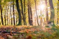 Golden leaves on branch, autumn wood with sun rays, beautiful landscape Royalty Free Stock Photo