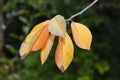 Golden leaves on cherry tree