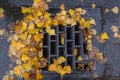 Golden leaves clogging a street drain Royalty Free Stock Photo