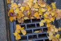 Golden leaves clogging a street drain Royalty Free Stock Photo