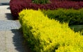 Golden leaves do not burn in the sun if the plant is well rooted and has enough attractiveness when it changes to fiery red, orang Royalty Free Stock Photo