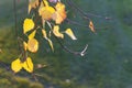 Golden leaves - fall symbol