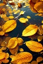 Golden leaves float on dark water render Royalty Free Stock Photo