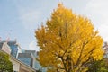 Golden leaves foliage gingko Maidenhair trees in front of high-rise corporate office buildings in late Autumn in Tokyo Japan Royalty Free Stock Photo