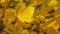 Golden leaves illuminated by sun in Salt Lake City