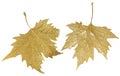 golden leaves leaf of platanus isolated gold - 3d rendering