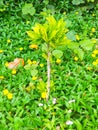 Golden leaves plant among yellow daisy field. Royalty Free Stock Photo