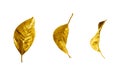 Golden leaves set on white background isolated closeup, gold color leaf collection, yellow metal floral design element, foliage