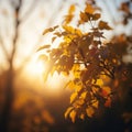 Golden Leaves on Tree Branch during Sunset with Sunlight in Autumn Royalty Free Stock Photo