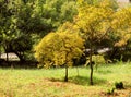 Golden leaves trees in Japanese garden