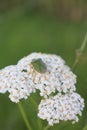 Golden legs on a green beetle