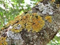 Golden lichen on a tree branch lat. Xanthoria parietina