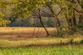 Grassy field with trees in autumn