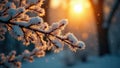Golden light bathes frosted branches, deep shadows , branches, forest Royalty Free Stock Photo
