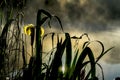 Golden light of early morning from Wild flower of beautiful yellow iris. Summer pond, dawn, first rays of sun. Seasons