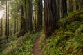 Golden Light Falls Softly Over Redwoods In The Morning