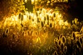 Golden light flowers in autumn Royalty Free Stock Photo