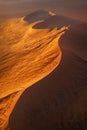 Golden light lighting up sand dunes in Namibia. Royalty Free Stock Photo