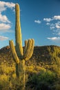 Golden Light on Saguaro Cactus