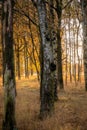 Golden Hour in the Birch Grove Royalty Free Stock Photo