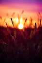 A golden light shoot of blades of grass captures the serene beauty of nature as it basks in the radiant glow of the sun.