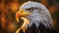 Golden Light: A Stunning Portrait Of A Bald Eagle