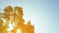 Golden light trees on evening sky background