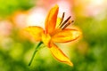 Golden Lily in full bloom Royalty Free Stock Photo