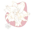 Golden lily isolated on a white pink background. Line art. Vector illustration