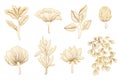 Golden lines flowers. Gold botanical japanese flower, asian branches. Floral luxury elements, uniqueness nature art