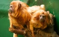 Golden Lion Headed Tamarin Royalty Free Stock Photo