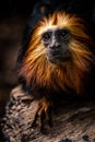 Golden lion headed tamarin Royalty Free Stock Photo